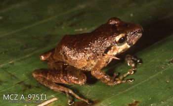 Media type: image;   Herpetology A-97511 Description: Photo of animal in life, taken in the field by Dr. Kenneth Ichiro Miyata. A slide of the photo was scanned in 2012 by Melissa Wooley.;  Aspect: lateral